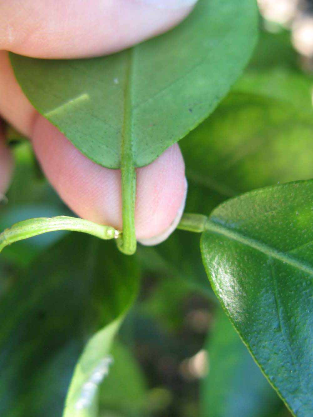              Petiole (Winter Haven, FL)       